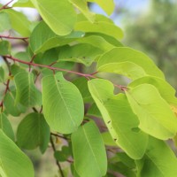 Terminalia anogeissiana Gere & Boatwr.